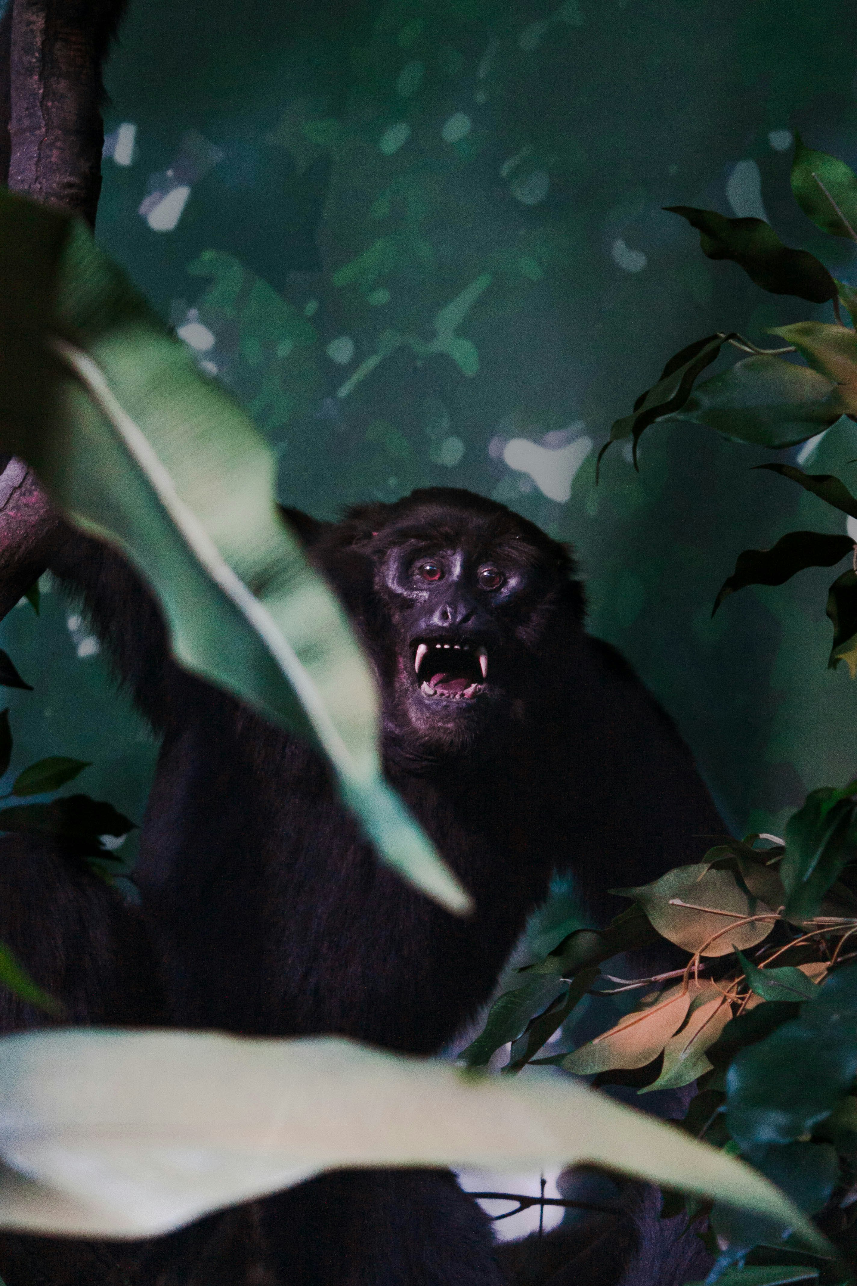 black gorilla on green leaf plant